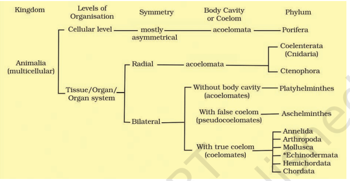 Broad classification of Kingdom Animalia based on common fundamental features