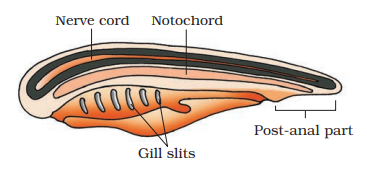 Chordata characteristics