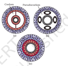 Diagrammatic sectional view of : (a) Coelomate (b) Pseudocoelomate (c) Acoelomate