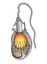 Diagrammatic view of Cnidoblast