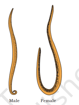 Example of Aschelminthes: Roundworm