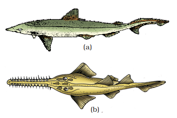 Example of Cartilaginous fishes : (a) Scoliodon (b) Pristis