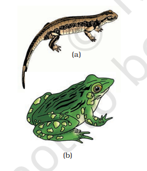 imExamples of Amphibia :(a) Salamandra (b) Ranaage