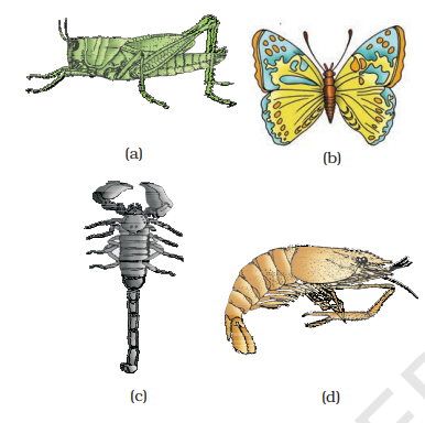 Examples of Arthropoda : (a) Locust (b) Butterfly (c) Scorpion (d) Prawn