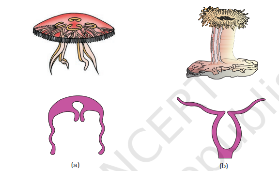 Examples of Coelenterata indicating outline of their body form : (a) Aurelia (Medusa) (b) Adamsia (Polyp)