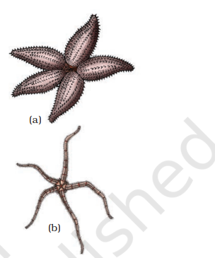 Examples of Echinodermata : (a) Asterias (b) Ophiura