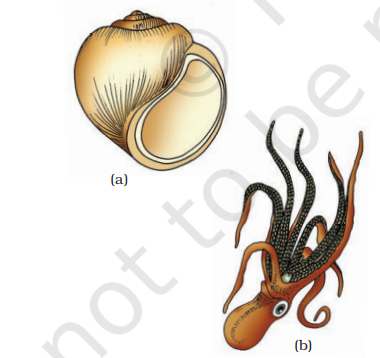 Examples of Mollusca : (a) Pila (b) Octopus