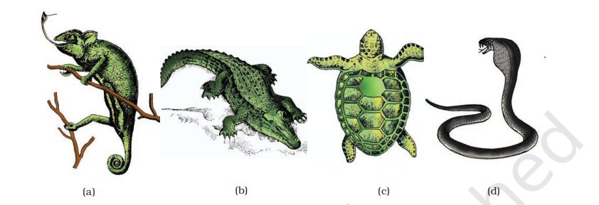 Reptiles: (a) Chameleon (b) Crocodilus (c) Chelone (d) Naja