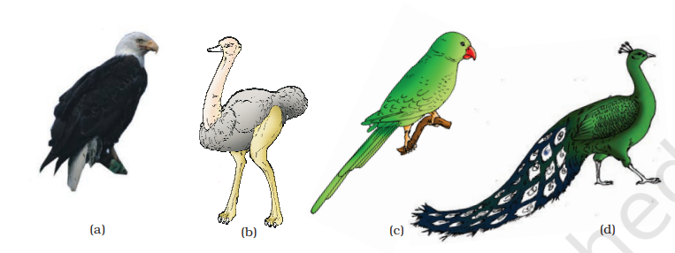 Some birds : (a) Neophron (b) Struthio (c) Psittacula (d) Pavo