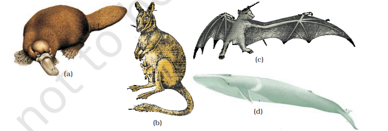 Some mammals : (a) Ornithorhynchus (b) Macropus (c) Pteropus (d) Balaenoptera