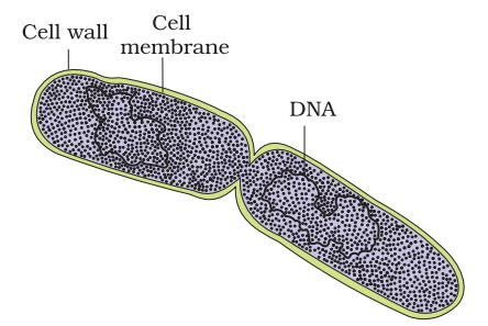 Figure 2.3 A dividing bacterium