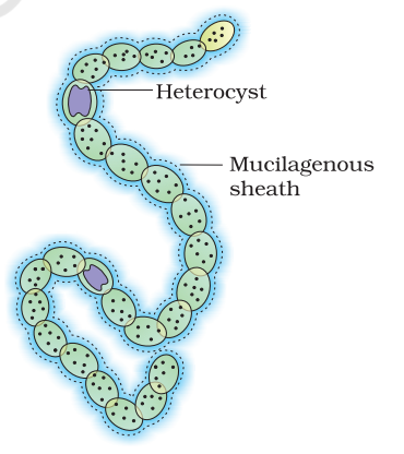 Figure 2.2 A filamentous blue-green algae - Nostoc