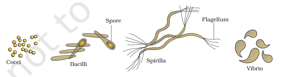 Figure 2.1 Bacteria of different shapes