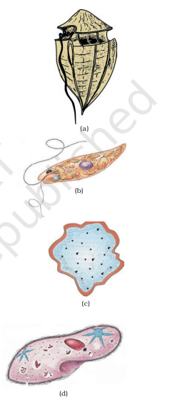 Figure 2.4 (a) Dinoflagellates (b) Euglena (c) Slime mould (d) Paramoecium