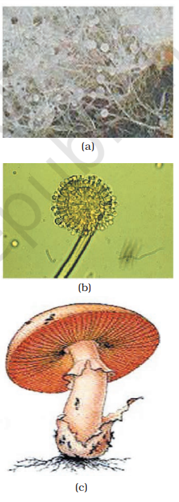 Figure 2.5 Fungi: (a) Mucor (b) Aspergillus (c) Agaricus