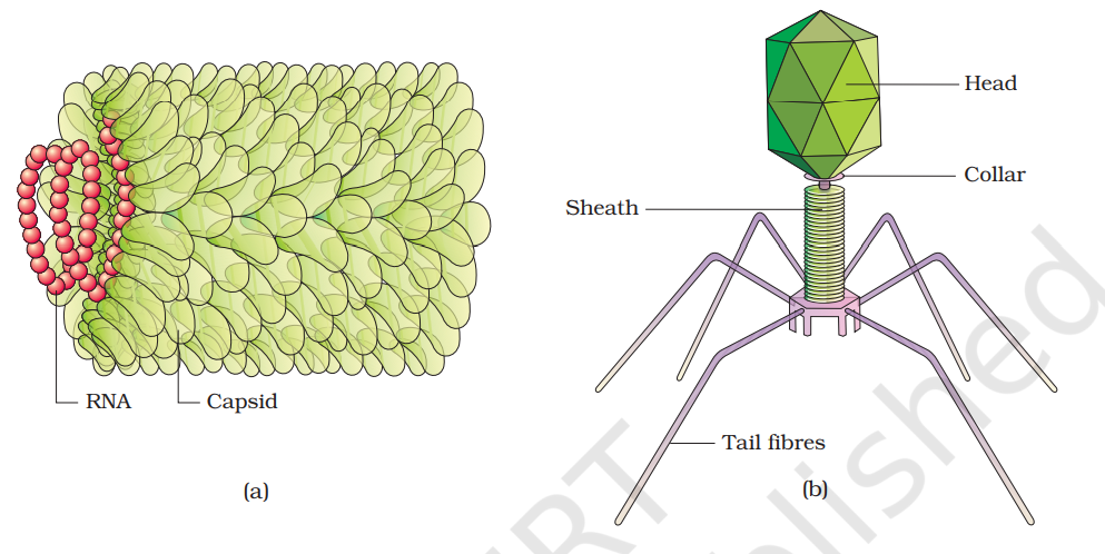 Figure 2.6 (a) Tobacco Mosaic Virus (TMV) (b) Bacteriophage