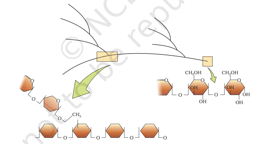 Diagrammatic representation of a portion of glycogen