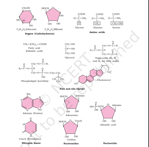 Diagrammatic representation of small molecular weight organic compounds in living tissues