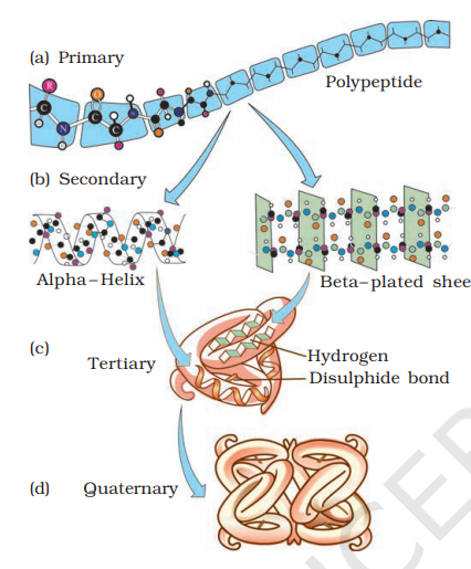 Various levels of Protein Structure