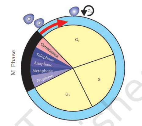 A diagrammatic view of cell cycle indicating formation of two cells from one cell 