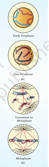 A diagrammatic view of stages in mitosis