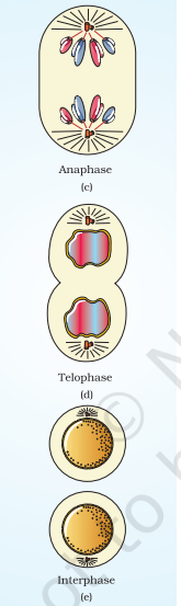 A diagrammatic view of stages in Mitosis