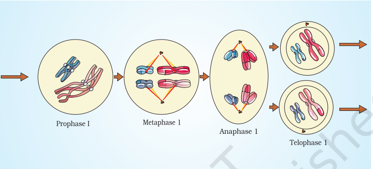 Stages of Meiosis I