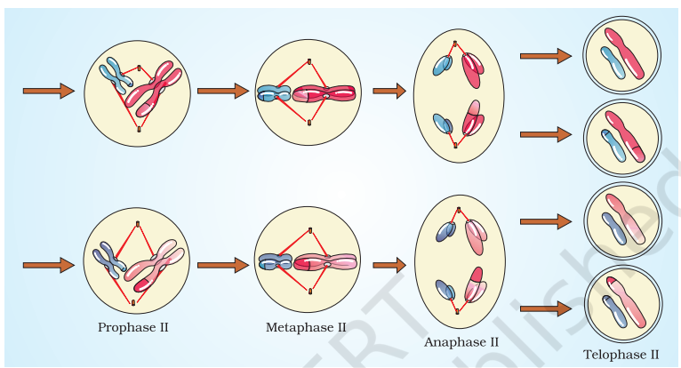 Stages of Meiosis II