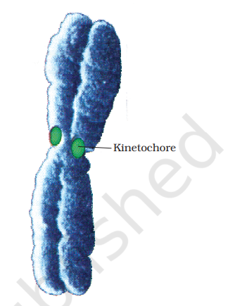 Chromosome with kinetochore