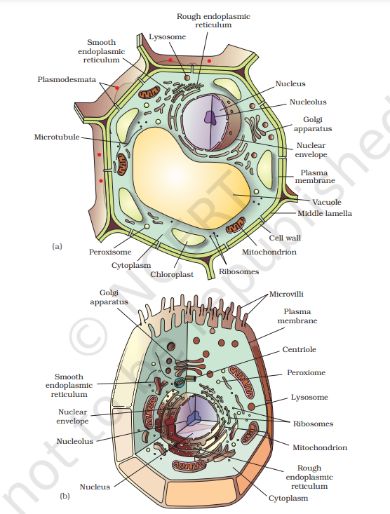 Diagram showing : (a) Plant cell (b) Animal cell