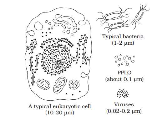 imDiagram showing comparison of eukaryotic cell with other organismsage