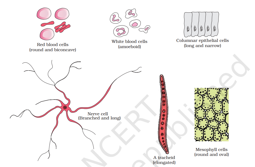 Diagram showing different shapes of the cells