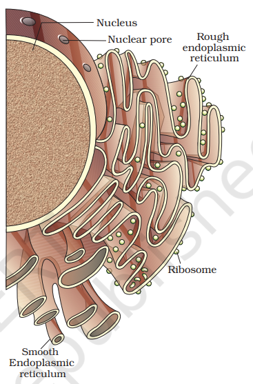 Endoplasmic reticulum