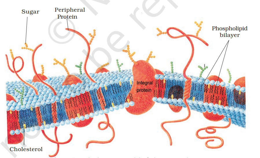 Fluid mosaic model of plasma membrane