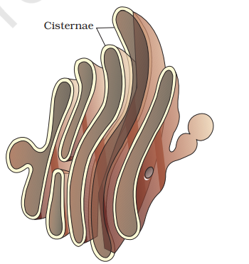 Golgi apparatus