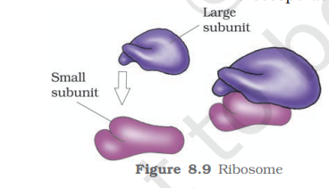 Ribosome