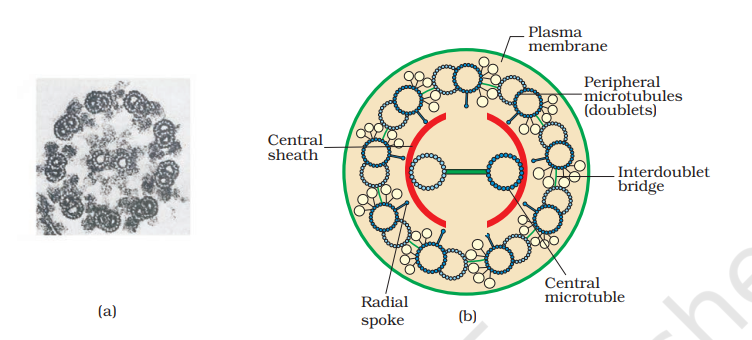 Section of cilia/flagella showing different parts : (a) Electron micrograph (b) Diagrammatic representation of internal structure