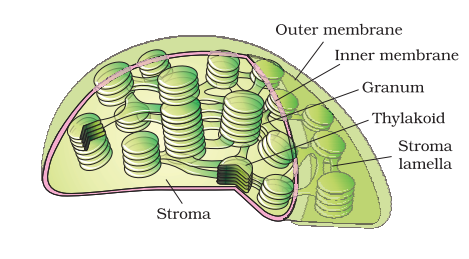 Sectional view of chloroplast