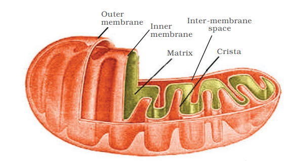 Structure of mitochondrion (Longitudinal section)