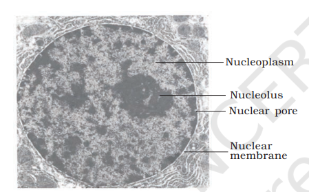 Structure of nucleus