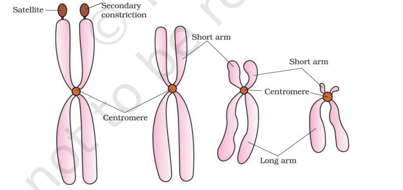  Types of chromosomes based on the position of centromere