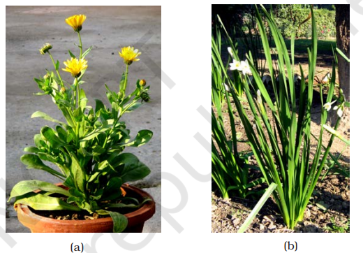 Figure 3.5 Angiosperms : (a) A dicotyledon (b) A monocotyledon