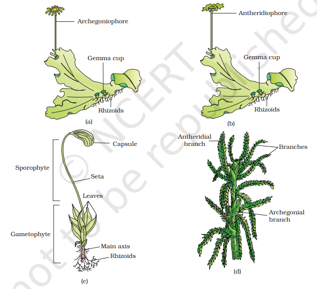 Figure 3.2 Bryophytes: A liverwort - Marchantia (a) Female thallus (b) Male thallus Mosses - (c) Funaria, gametophyte and sporophyte (d) Sphagnum gametophyte