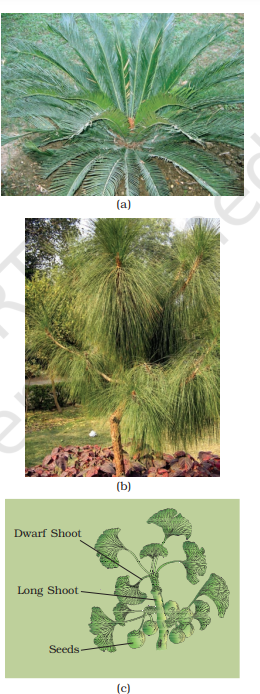 Figure 3.4 Gymnosperms: (a) Cycas (b) Pinus (c) Ginkgo