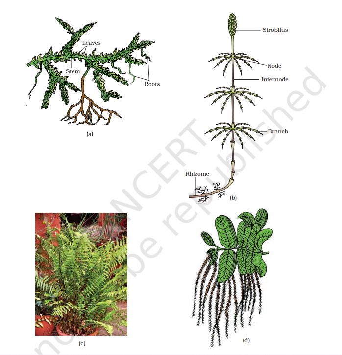 Figure 3.3 Pteridophytes : (a) Selaginella (b) Equisetum (c) Fern (d) Salvinia