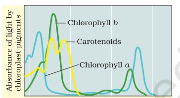 Graph showing the absorption spectrum of chlorophyll a, b and the carotenoids