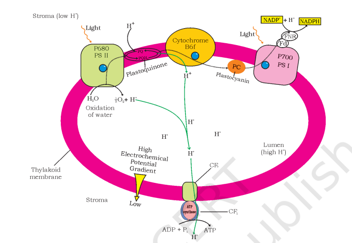 ATP synthesis through chemiosmosis