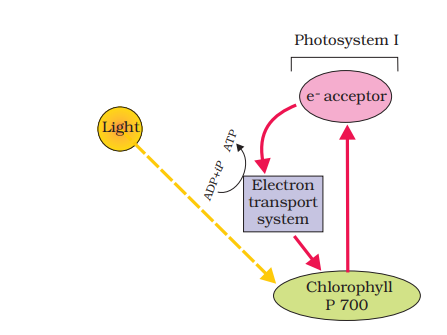 Cyclic photophosphorylation