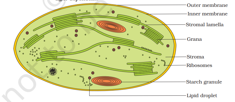 Diagrammatic representation of an electron micrograph of a section of chloroplast
