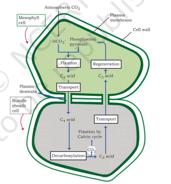  Diagrammatic representation of the Hatch and Slack Pathway